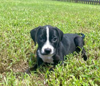 Cookie -  Labrador Retriever and Hound Dog for Adoption in Sanford, North Carolina - Cookie | PetCurious