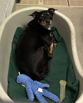 Chihuahua Dogs Available for Adoption in Salt Lake City, Utah - King | PetCurious