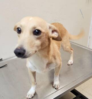 Jackson -  Terrier Dog for Adoption in Mocksville, North Carolina - Jackson | PetCurious