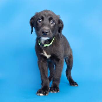 Ibrahim -  Mixed Breed Dog for Adoption in Franklin, Tennessee - Ibrahim | PetCurious