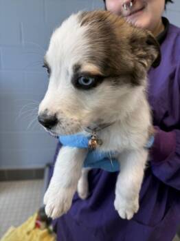 CHOW MEIN -  Siberian Husky and Boxer Dog for Adoption in Loveland, Colorado - CHOW MEIN | PetCurious