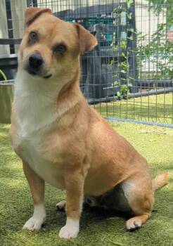 Chihuahua and Mixed Breed Dogs Available for Adoption in Fort Worth, Texas - Piccolo | PetCurious