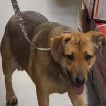 Rescue Shepherd and Mixed Breed Dogs for Adoption - Ginny | PetCurious