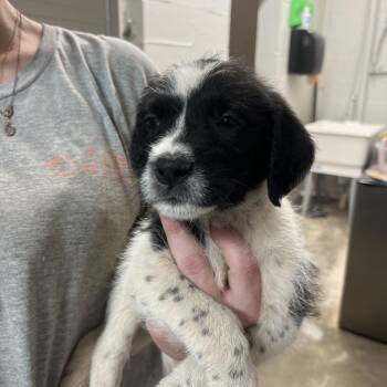 Labrador Retriever and Mixed Breed Dogs Available for Adoption in Clanton, Alabama - Amber | PetCurious