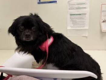 Pekingese Dogs Available for Adoption in Berkeley, California - Disney | PetCurious