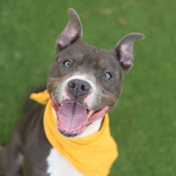 CASEY -  American Staffordshire Terrier Dog for Adoption in San Antonio, Texas - CASEY | PetCurious