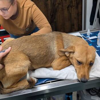 Hound and Terrier Dogs Available for Adoption in Chico, California - JOURNEY | PetCurious