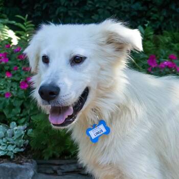 Linus -  Great Pyrenees and Retriever Dog for Adoption in Wake Forest, North Carolina - Linus | PetCurious