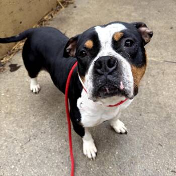 Pit Bull Terrier Dogs Available for Adoption in Northbrook, Illinois - Nurse Donnie | PetCurious