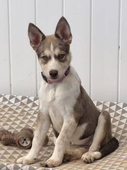 Jumanji -  Chihuahua and Australian Cattle Dog Blue Heeler Dog for Adoption in Houston, Texas - Jumanji | PetCurious