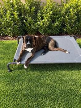 Mandy -  Boxer and Mixed Breed Dog for Adoption in Severance, Colorado - Mandy | PetCurious