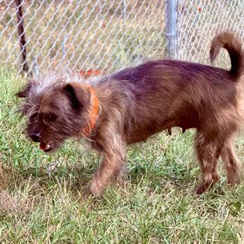 Fable - Missouri (S26-23) -  Shih Tzu and Mixed Breed Dog for Adoption in Peyton, Colorado - Fable - Missouri (S26-23) | PetCurious