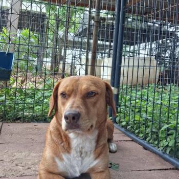 Little Bit -  Mixed Breed Dog for Adoption - Little Bit | PetCurious