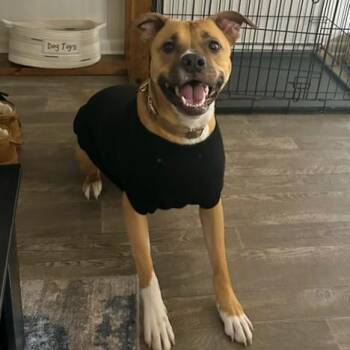 Benz - COURTESY POST -  Pit Bull Terrier and Labrador Retriever Dog for Adoption in Fowlerville, Michigan - Benz - COURTESY POST | PetCurious