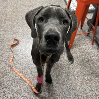 Hashbrown -  Mixed Breed and Great Dane Dog for Adoption in Salt Lake City, Utah - Hashbrown | PetCurious