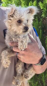 Rescue Mixed Breed Dogs for Adoption in Fort Stockton, Texas - Mr Wiggles | PetCurious