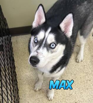 Max -  Husky Dog for Adoption in Muncie, Indiana - Max | PetCurious
