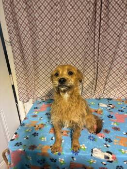 Jack Russell Terrier Dogs Available for Adoption - ANNIE | PetCurious