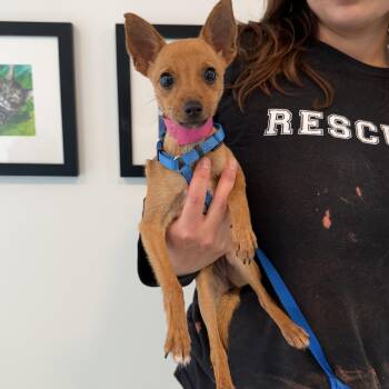 Tipsy -  Chihuahua Dog for Adoption in Chicago, Illinois - Tipsy | PetCurious