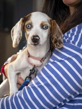 Rescue Beagle and Australian Shepherd Dogs for Adoption in Charlotte, North Carolina - Trixie | PetCurious