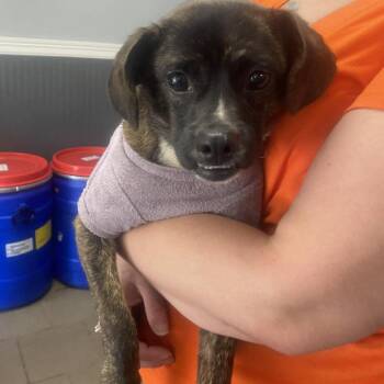 Mixed Breed Dogs Available for Adoption in Huntington, West Virginia - Gene | PetCurious