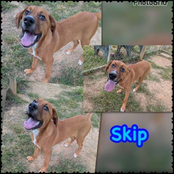 Skip -  Hound and Mixed Breed Dog for Adoption in Blountville, Tennessee - Skip | PetCurious