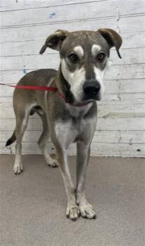 GAMBIT -  Klee Kai and Mixed Breed Dog for Adoption in San Bernardino, California - GAMBIT | PetCurious