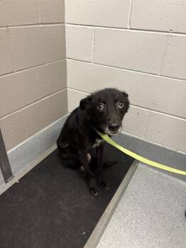 CASH -  Labrador Retriever and Mixed Breed Dog for Adoption in Indianapolis, Indiana - CASH | PetCurious