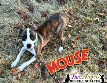 Mixed Breed Dogs Available for Adoption - Mouse | PetCurious