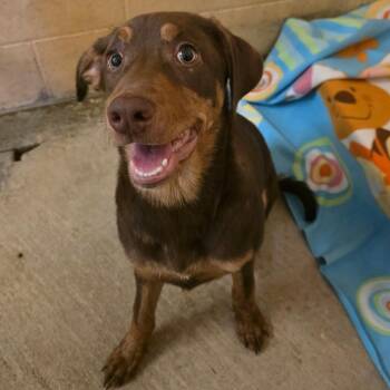 Squishy -  Mixed Breed Dog for Adoption in Corinth, Mississippi - Squishy | PetCurious