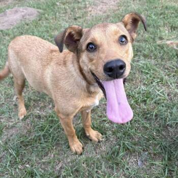 Brook -  Australian Cattle Dog Blue Heeler and Black Mouth Cur Dog for Adoption in Caldwell, Texas - Brook | PetCurious