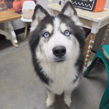 Flora -  Siberian Husky Dog for Adoption in Normal, Illinois - Flora | PetCurious