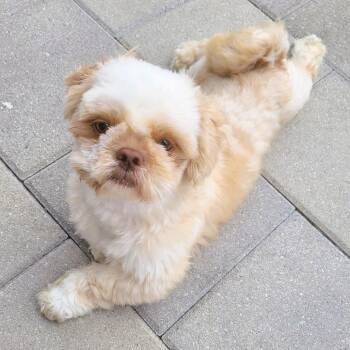 Ollie -  Shih Tzu Dog for Adoption in Boerne, Texas - Ollie | PetCurious
