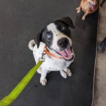 Lincoln -  English Pointer and Hound Dog for Adoption in Harlingen, Texas - Lincoln | PetCurious
