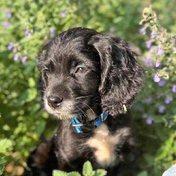 Rigby K 26086 -  English Cocker Spaniel and English Springer Spaniel Dog for Adoption in Parker, Colorado - Rigby K 26086 | PetCurious