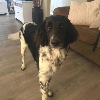 Paisley -  Mixed Breed Dog for Adoption in Saint Charles, Missouri - Paisley | PetCurious