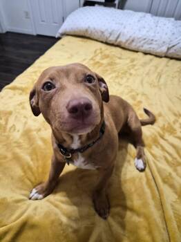 Dachshund and Chihuahua Dogs Available for Adoption in Auburn, Georgia - Benji | PetCurious