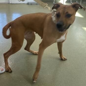 72152 -  Boxer Dog for Adoption in Harrisonburg, Virginia - 72152 | PetCurious