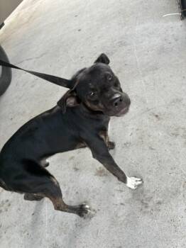 NIBBLET -  Pit Bull Terrier and Mixed Breed Dog for Adoption in Texas City, Texas - NIBBLET | PetCurious