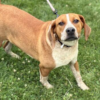 Cattle Dog and Labrador Retriever Dogs Available for Adoption in South Elgin, Illinois - Cash | PetCurious
