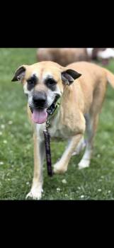 Lucille -  Great Dane Dog for Adoption in Cleveland, Ohio - Lucille | PetCurious