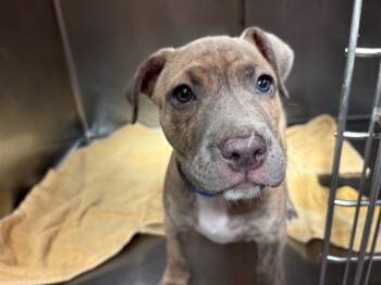 Rescue American Staffordshire Terrier Dogs for Adoption in Rancho Cucamonga, California - RILEY | PetCurious