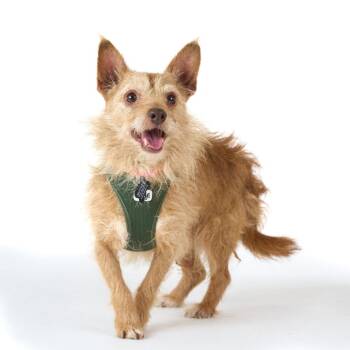 High Dive 14372 -  Terrier Dog for Adoption in San Francisco, California - High Dive 14372 | PetCurious