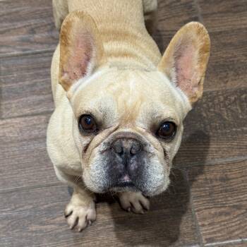 Cody -  French Bulldog Dog for Adoption in Murphysboro, Illinois - Cody | PetCurious