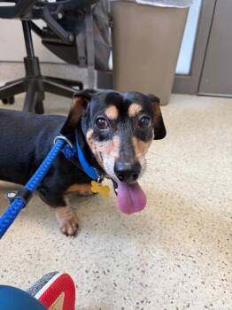 Homer -  Dachshund Dog for Adoption in Aiken, South Carolina - Homer | PetCurious