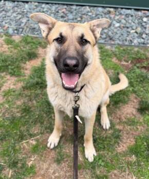 German Shepherd Dog Dogs Available for Adoption - ATLAS | PetCurious