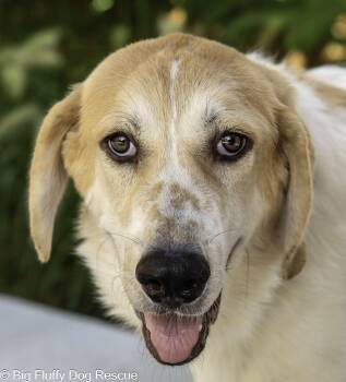 Theseus -  Great Pyrenees and Basset Hound Dog for Adoption in Nashville, Tennessee - Theseus | PetCurious