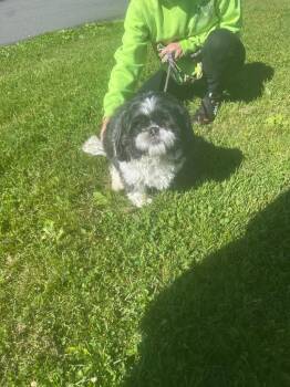 Shih Tzu Dogs Available for Adoption in Pine Grove, Pennsylvania - Wilbure | PetCurious