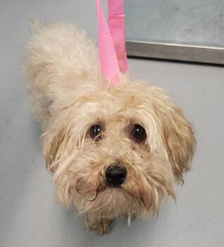 Maltese and Poodle Dogs Available for Adoption in Lawrenceville, Georgia - Pen 223 Zoey | PetCurious