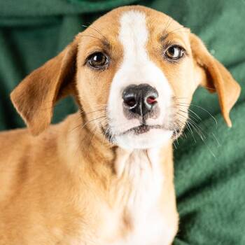 Lexie -  Retriever and Hound Dog Available for Adoption in Minneapolis, Minnesota - Lexie | PetCurious